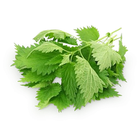 Nettle PNG