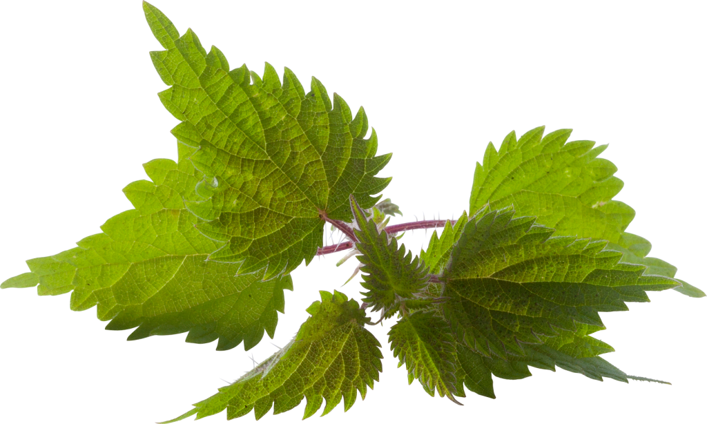 Nettle Transparent PNG Image