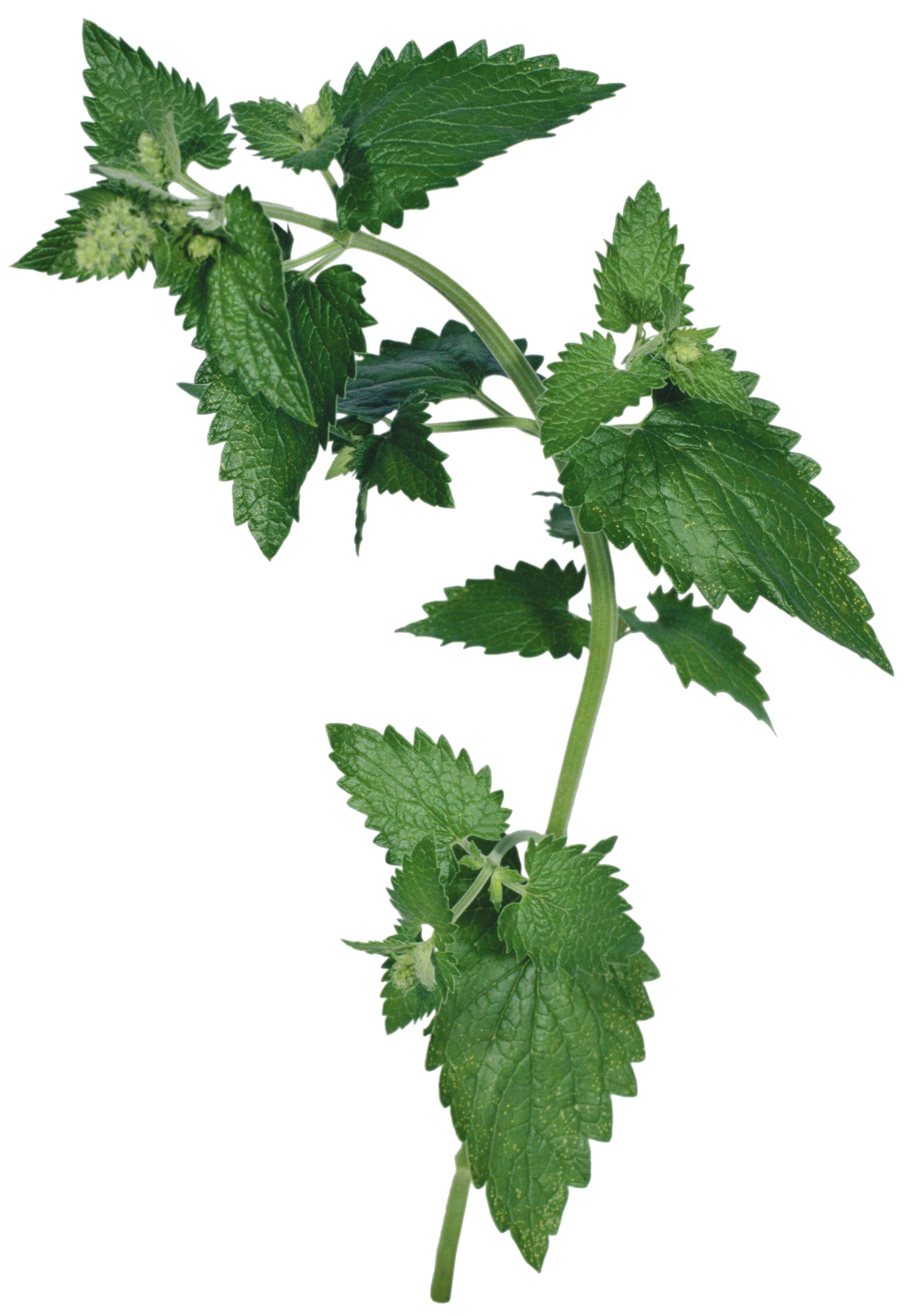 Nettle Transparent PNG Image
