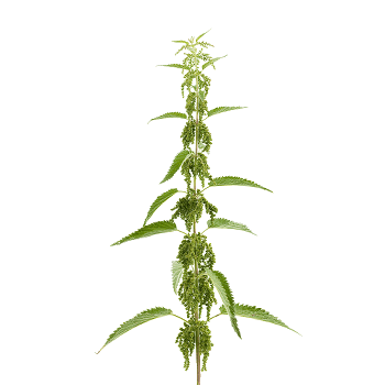 Nettle Transparent PNG Image