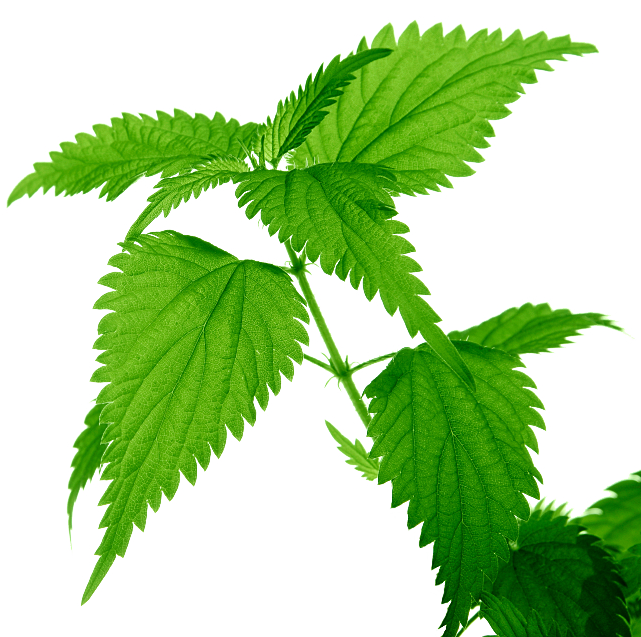 Nettle Transparent PNG Image
