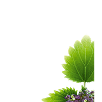 Nettle Transparent PNG Image