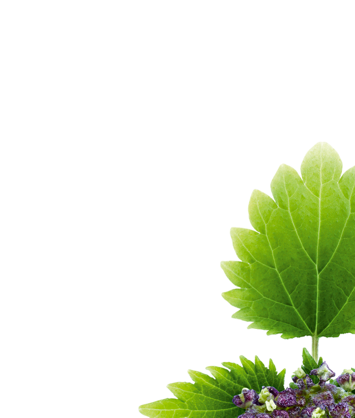 Nettle Transparent PNG Image