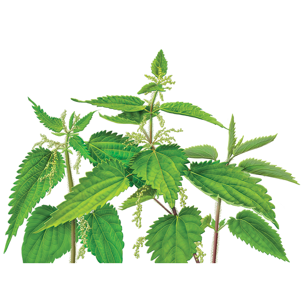 Nettle Transparent PNG Image