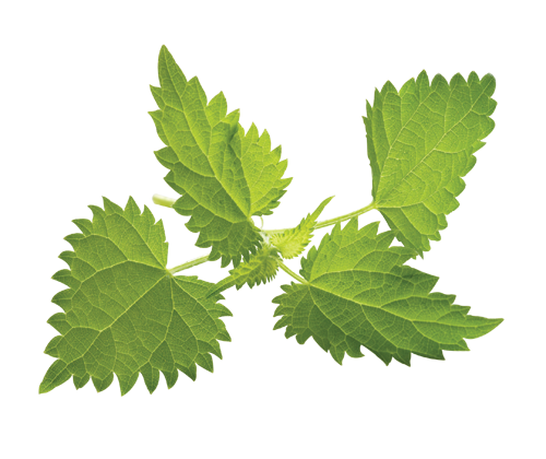 Nettle Transparent PNG Image
