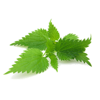Nettle PNG