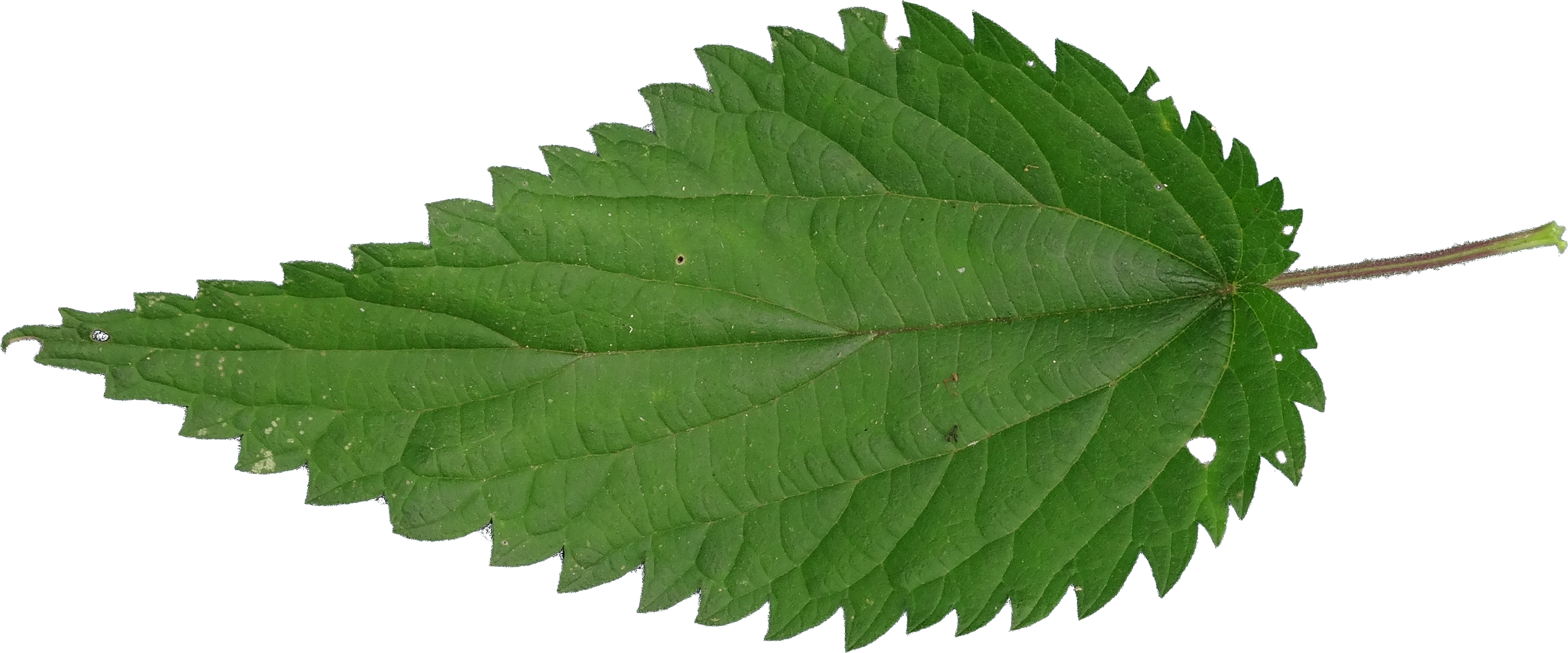 Nettle Transparent PNG Image
