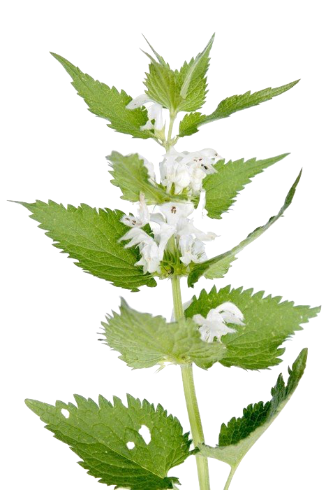 Nettle Transparent PNG Image