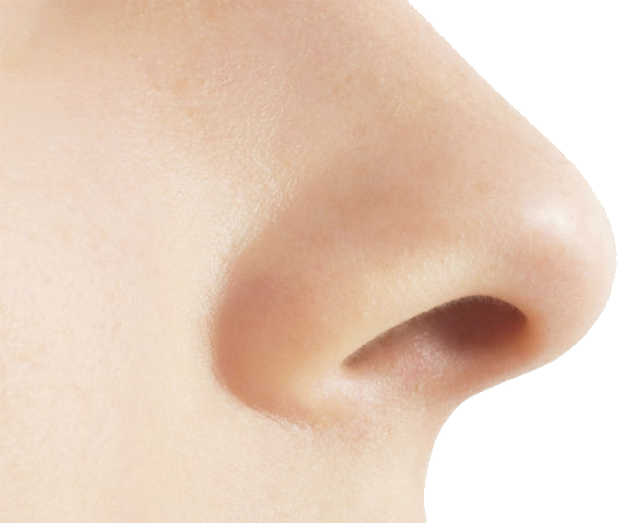Nose PNG Image