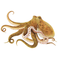 octopus clipart png