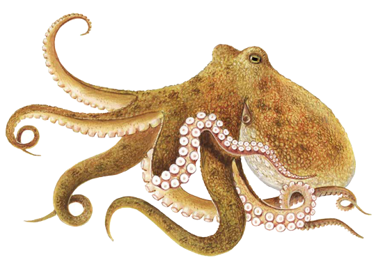 Octopus Free Download Png PNG Image