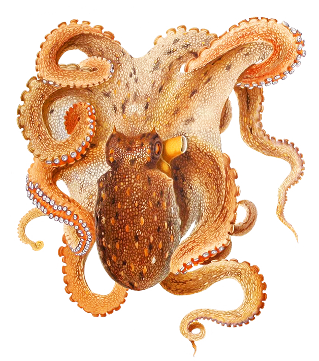 Octopus Image Free Download PNG HD PNG Image