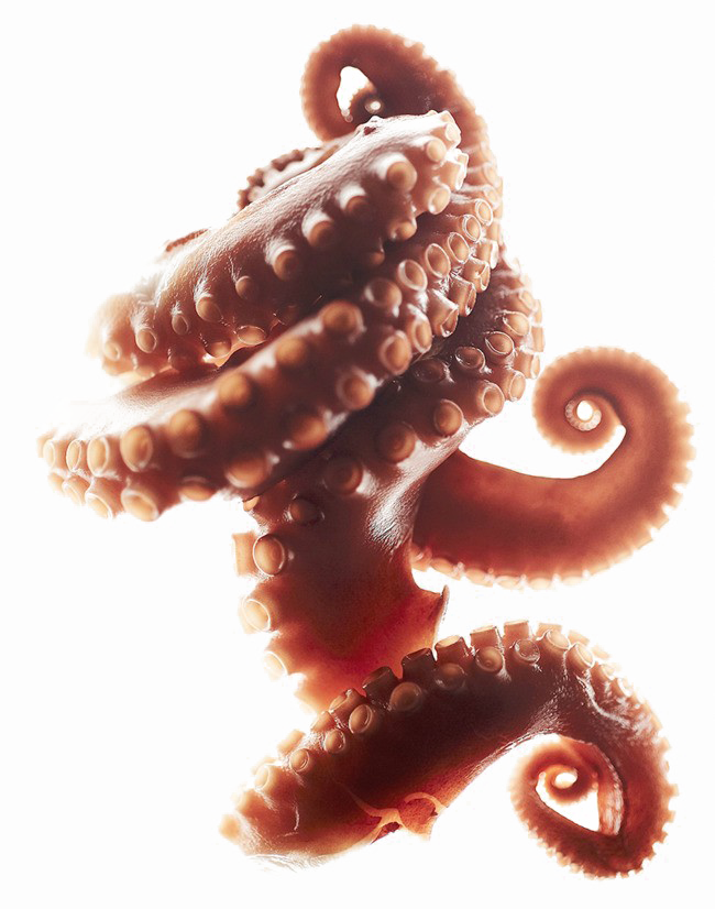 Octopus Tentacles Download HQ PNG PNG Image