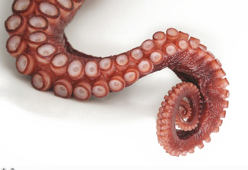 Oktopus Tentakel