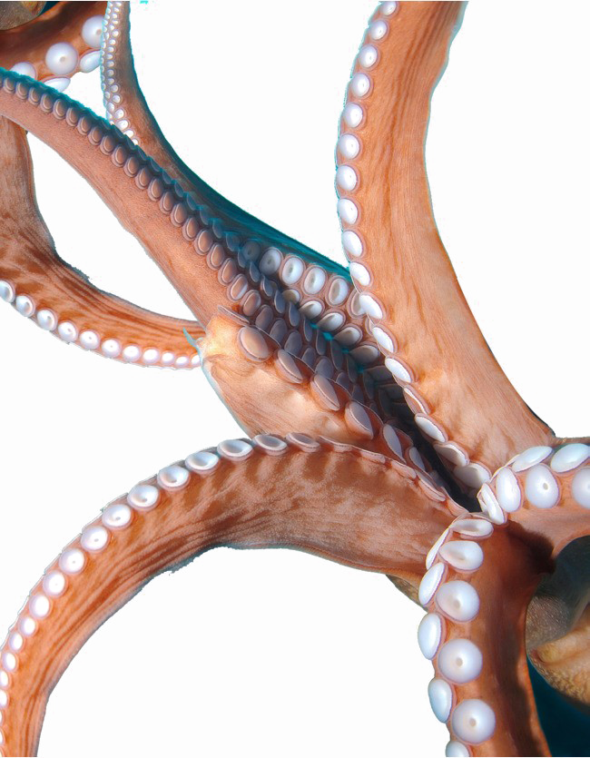Octopus Tentacles Image PNG Free Photo PNG Image