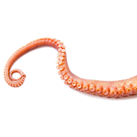Octopus Tentacles Image Free Transparent Image HD Transparent PNG Image