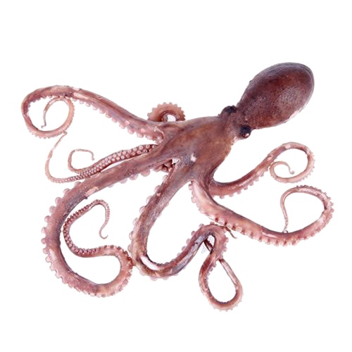 Octopus Toy PNG Free Photo PNG Image