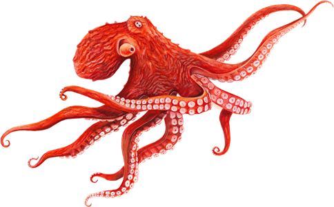 Octopus HD Image Free PNG PNG Image