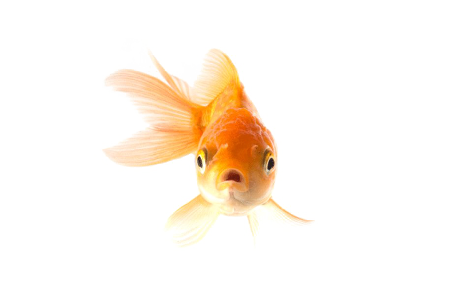 Goldfish Picture HD Image Free PNG PNG Image