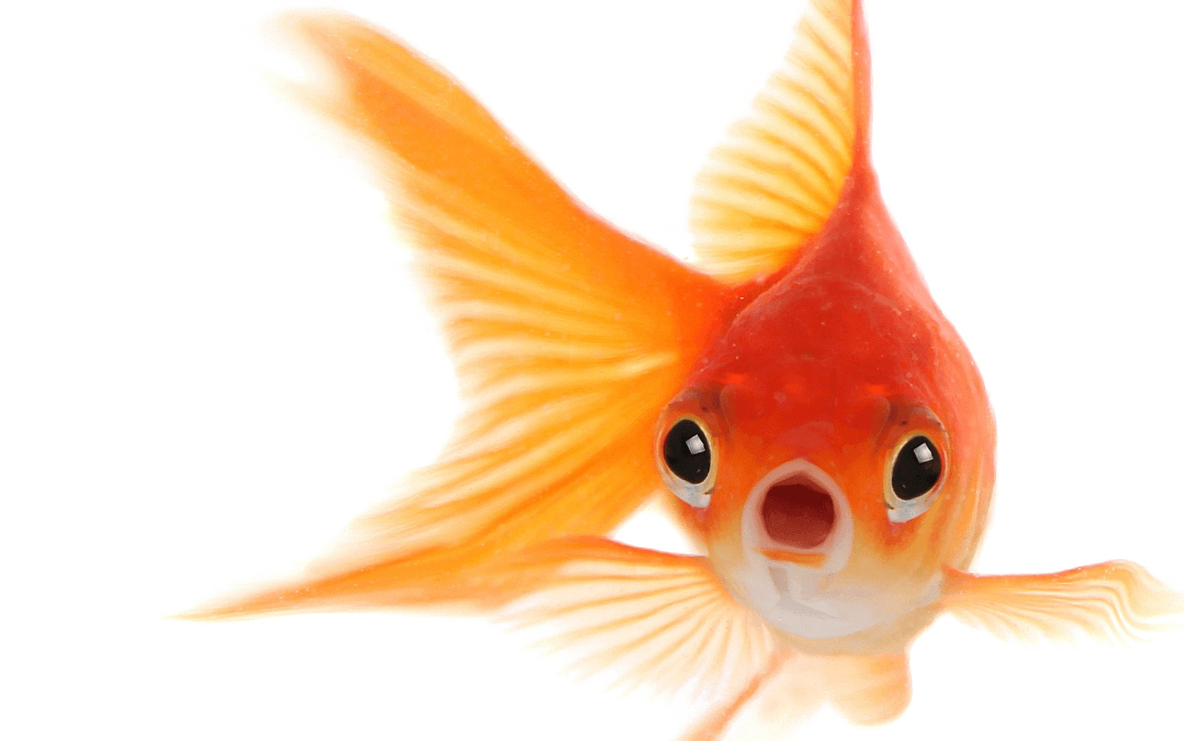 Goldfish Free Transparent Image HQ PNG Image