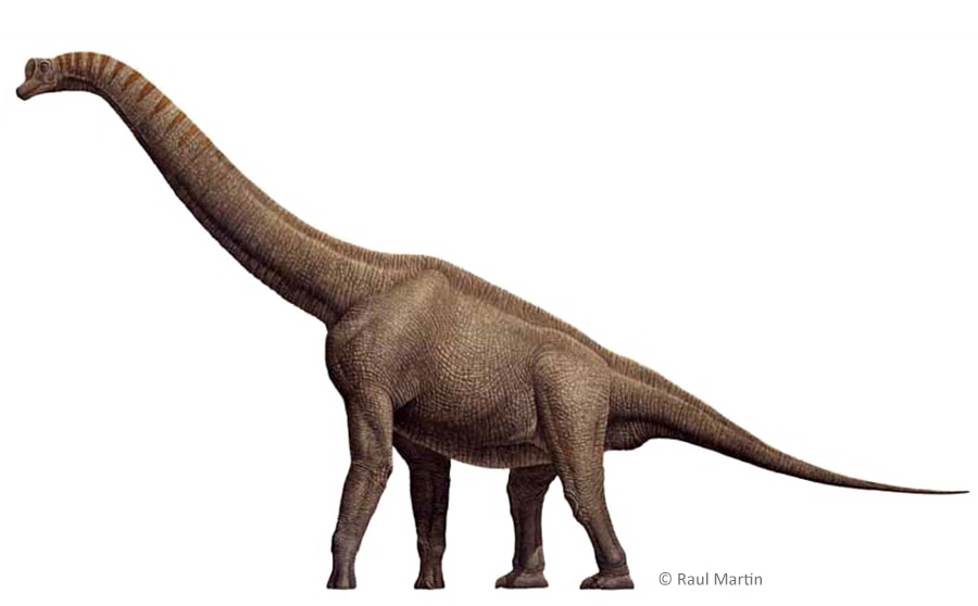 Brachiosaurus Download Free Transparent Image HD PNG Image