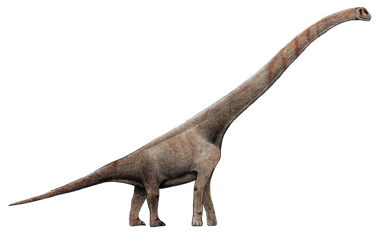 Sauropod Picture Download HQ PNG PNG Image