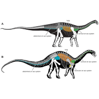 Sauropod Free HD Image