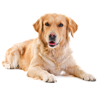 Labrador Photos Free Download Image PNG