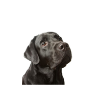 Labrador Picture HQ Image Free PNG PNG