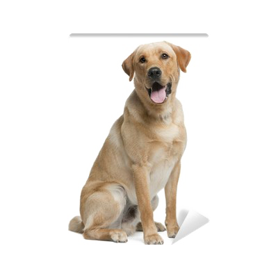 Labrador Picture Download HQ PNG PNG Image