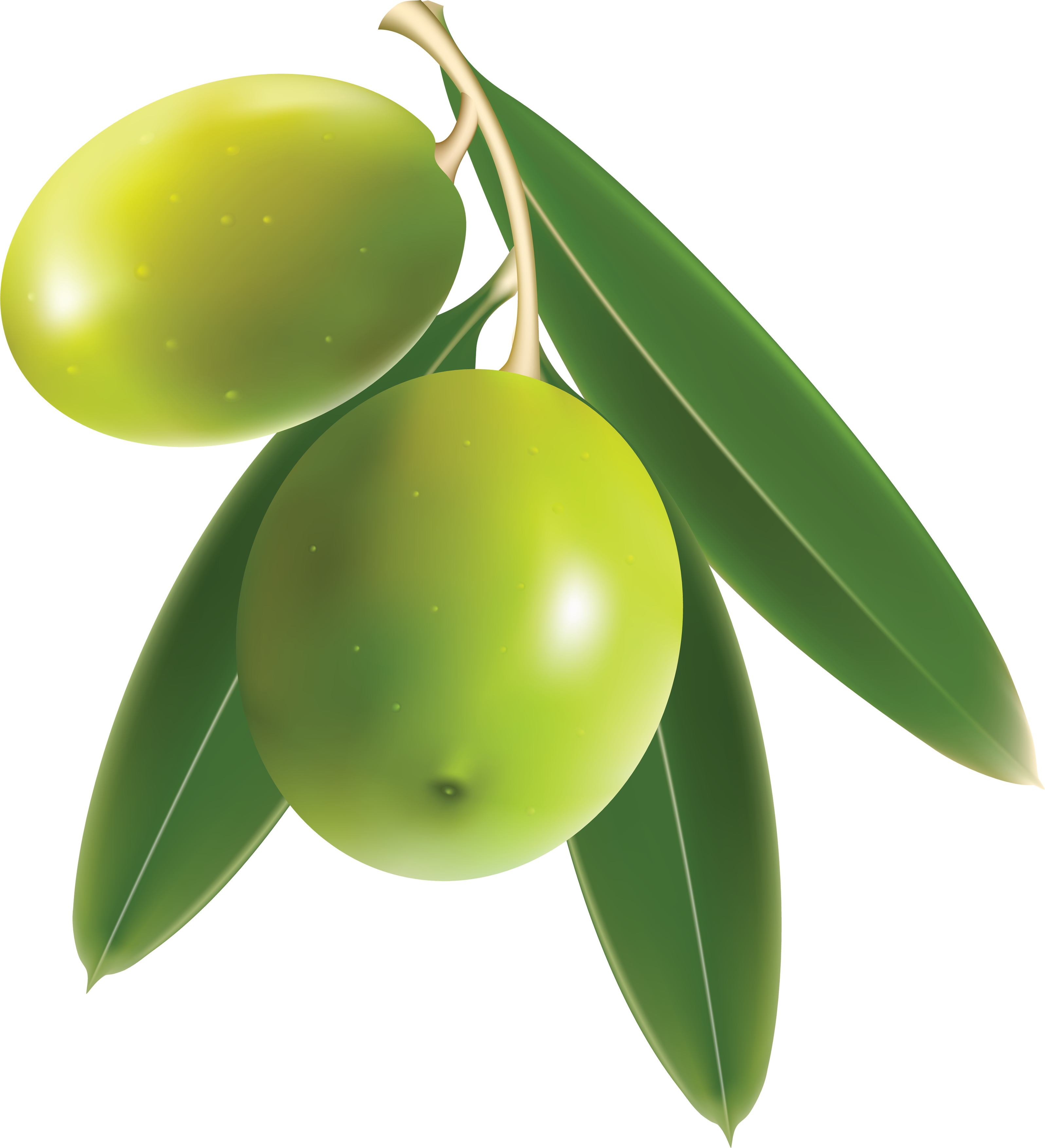 Download Olive Transparent HQ PNG Image | FreePNGImg