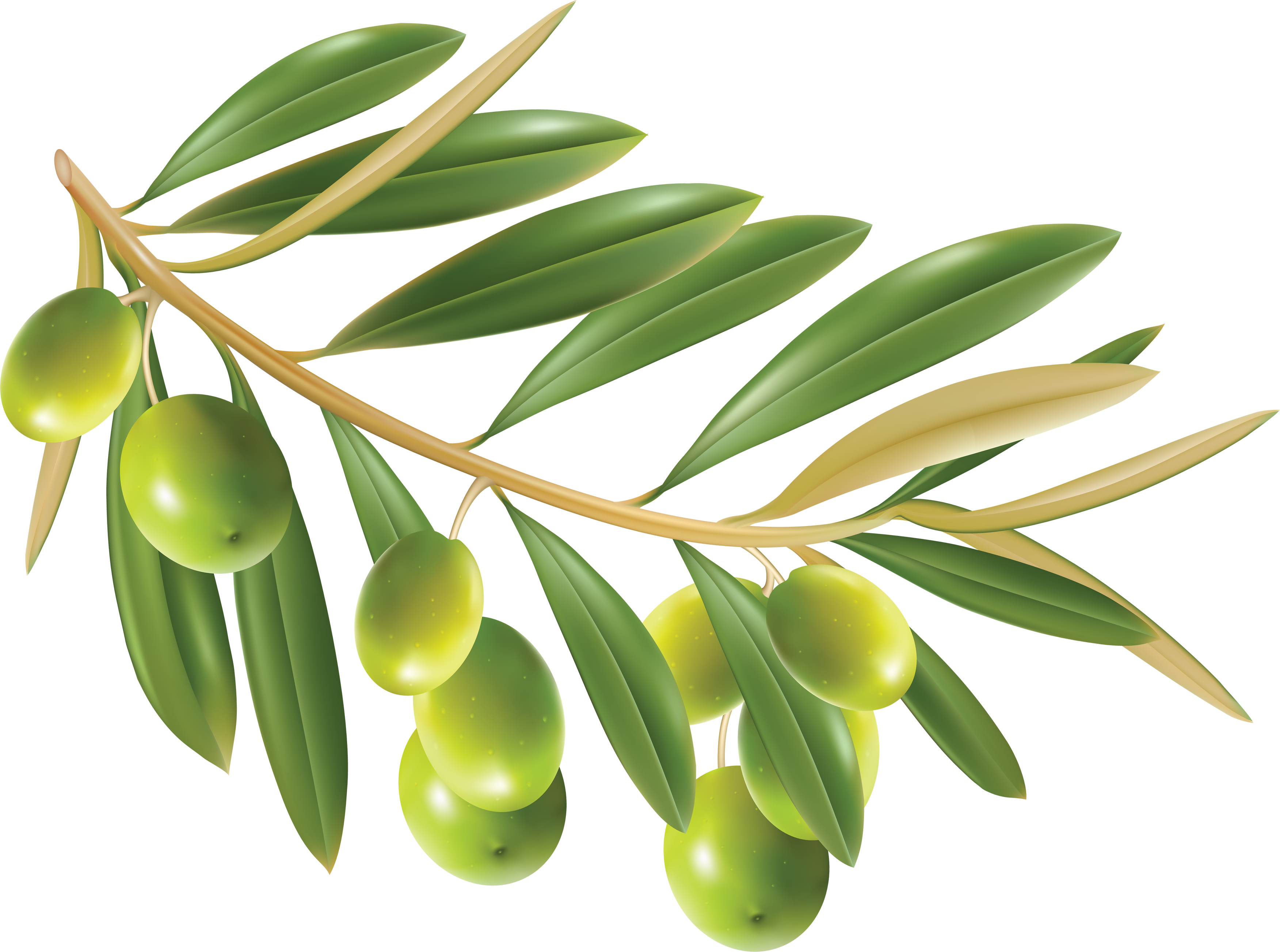 Olive Transparent PNG Image