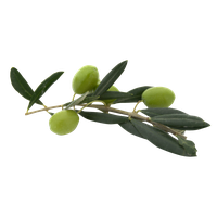 Olive PNG