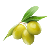 Olive PNG