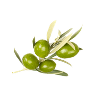 Olive PNG