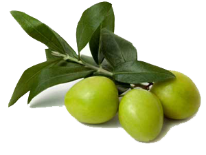 Olive Transparent PNG Image