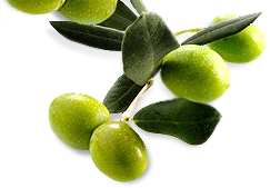 Olive Transparent PNG Image