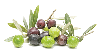 Olive Transparent PNG Image
