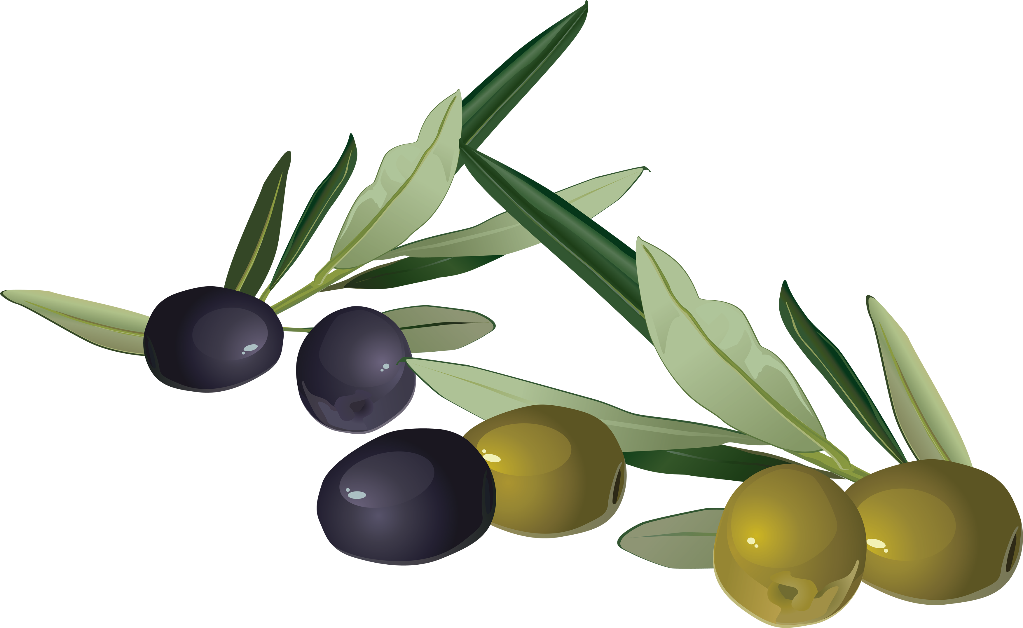 Olive Transparent PNG Image