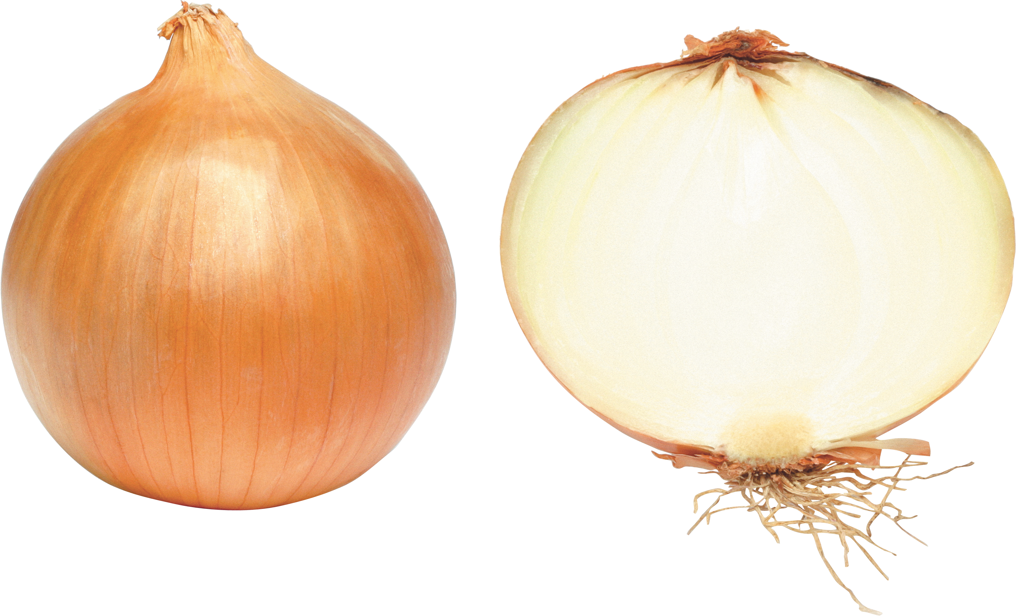 Brown Slice Onion PNG Download Free PNG Image