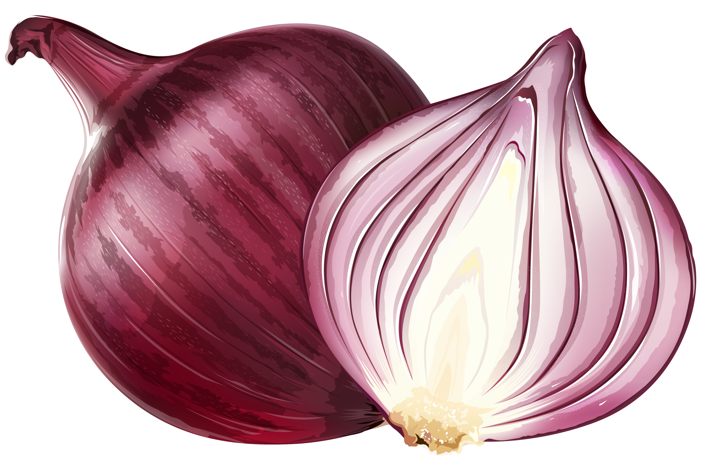Fresh Pic Onion Free Transparent Image HD PNG Image