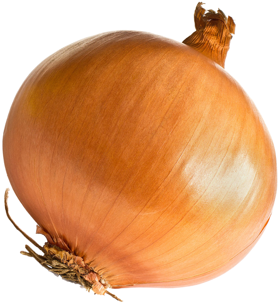 Onion Free PNG HQ PNG Image