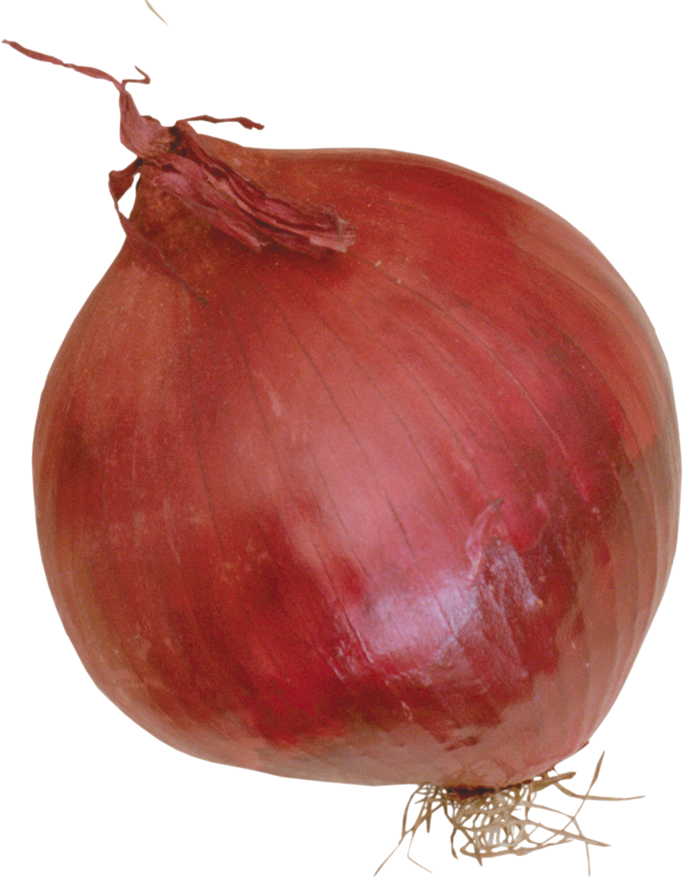 Onion Free Photo PNG Image