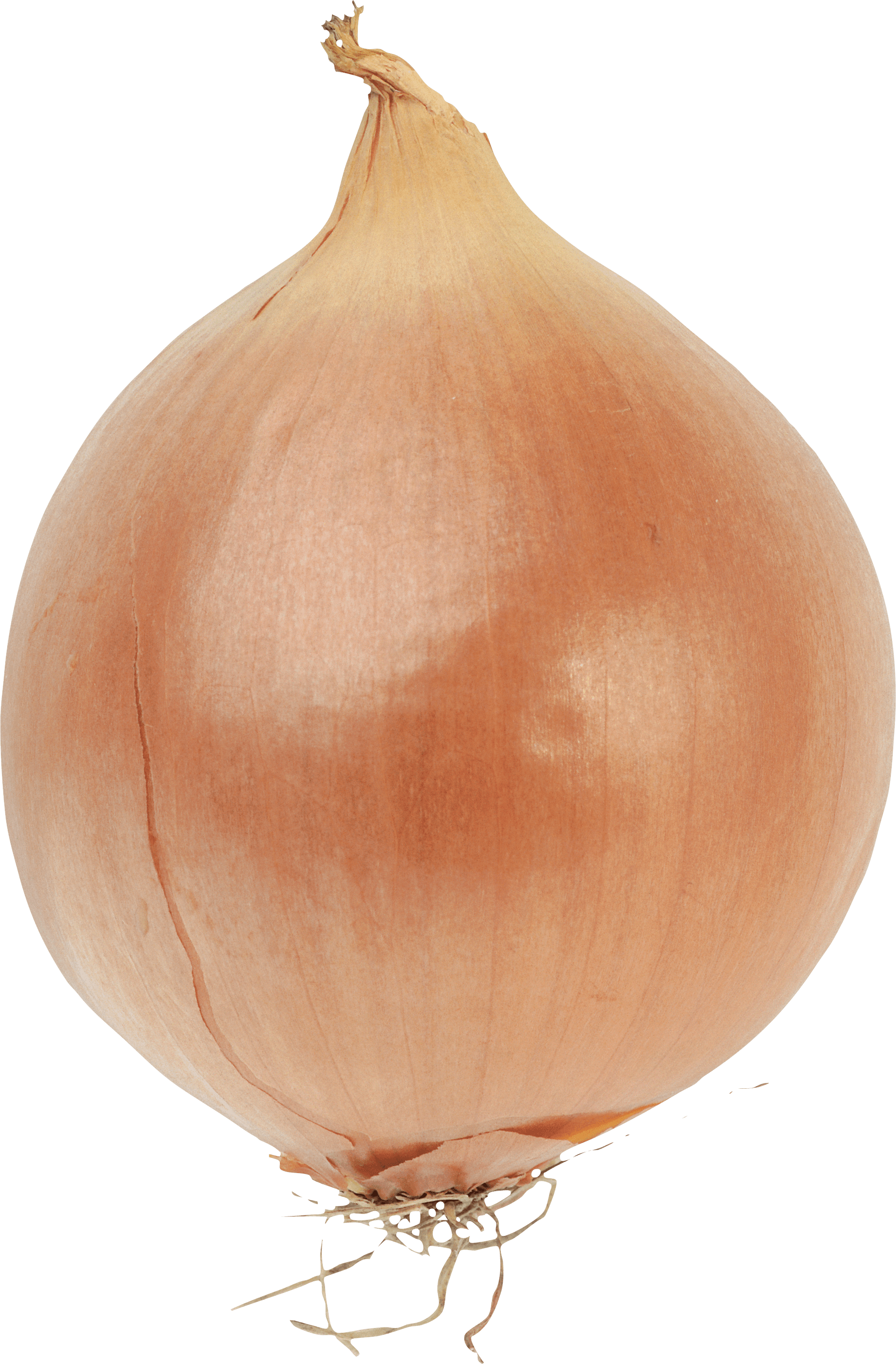 Onion Png Image Transparent PNG Image