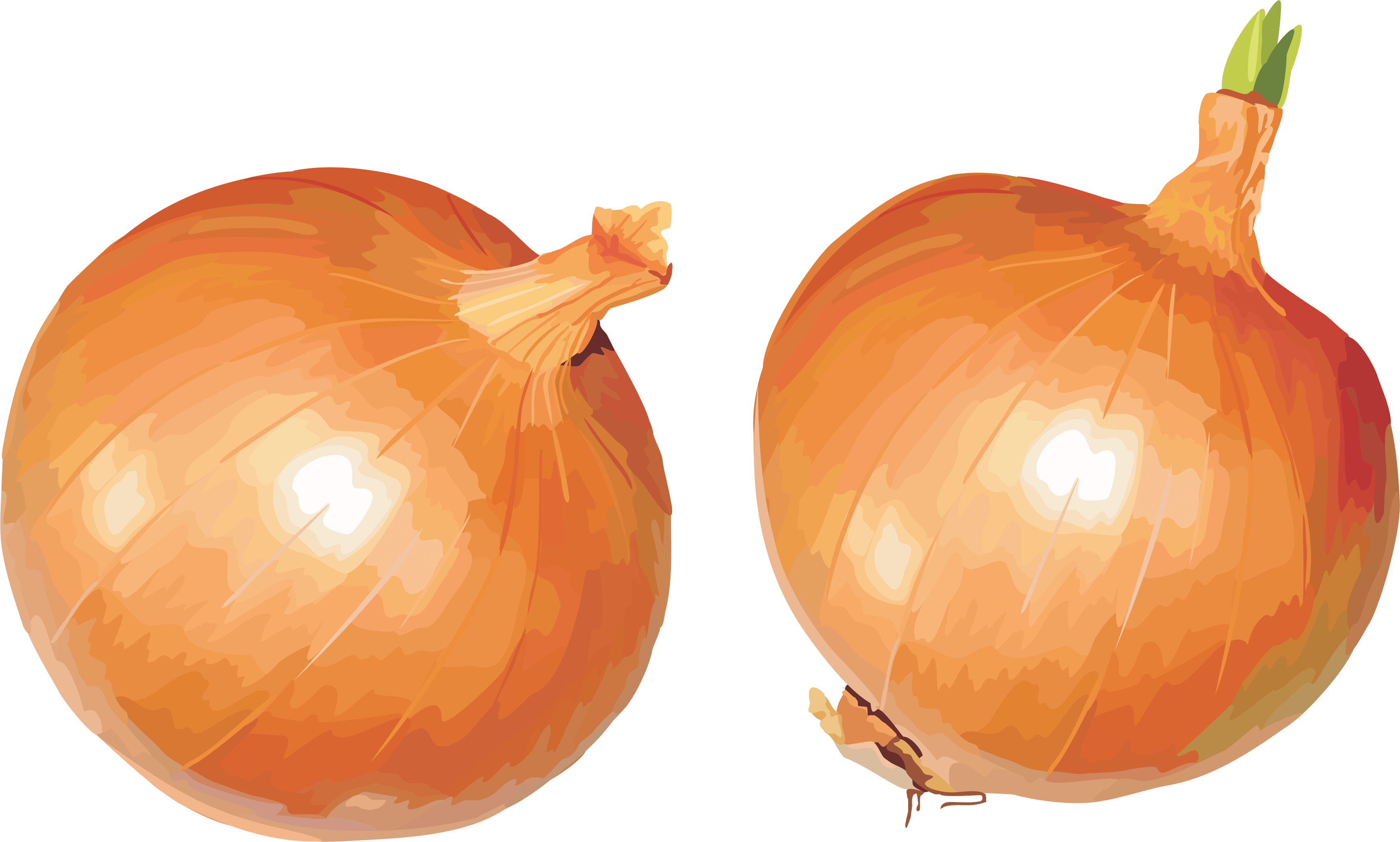 Onion Png Image Transparent PNG Image