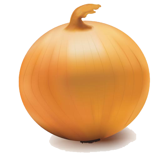 Onion Vector Transparent PNG Image