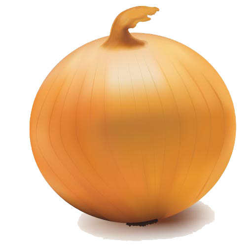 Onion Vector Transparent Transparent PNG Image