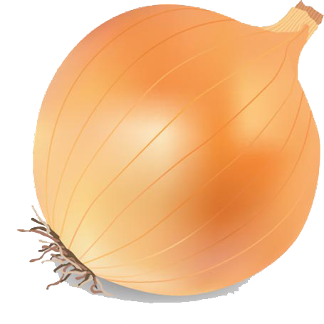 Onion Vector Transparent Image PNG Image