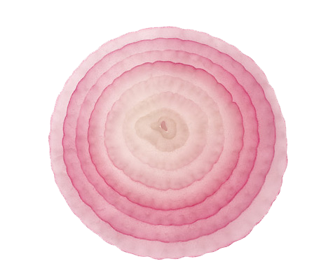 Onion Slice File PNG Image