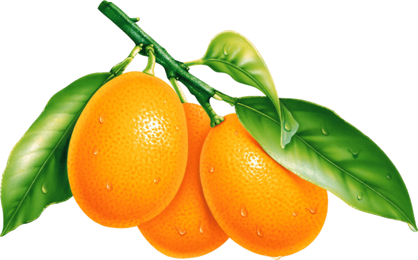 Oranges Orange Png Image Download PNG Image
